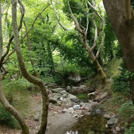 Steni